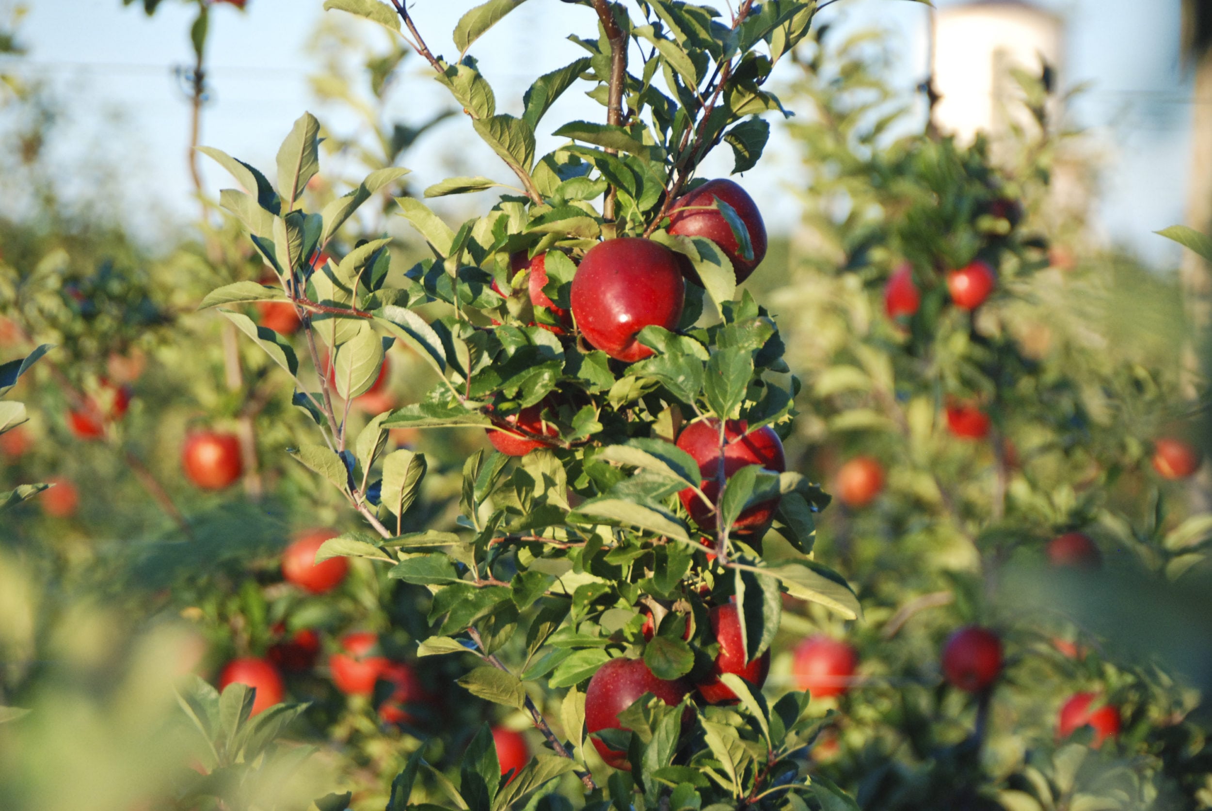 Apple season is here! 12 Local Places With The Best Apple Picking